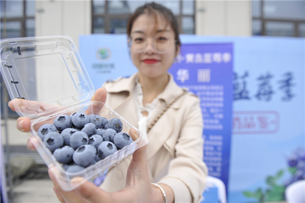 青岛西海岸新区2021“黄岛蓝莓季”启动