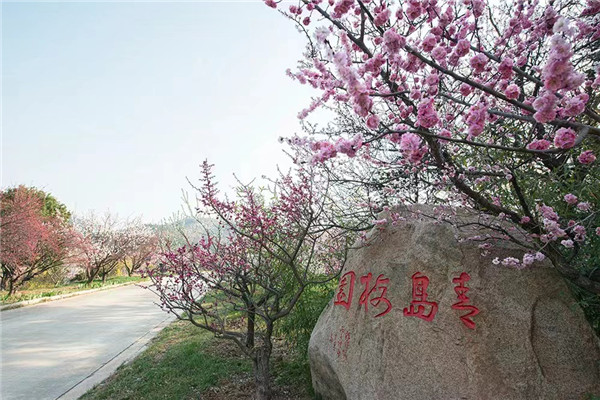 遇见“梅”好，第二十三届中国·青岛梅花节将于3月16日在李沧十梅庵梅园举办