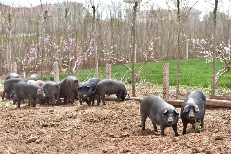 即墨灵山脚下崛起＂黑猪王国＂：阳光农场打造半岛生态养殖新标杆